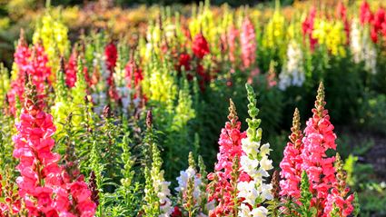 Spring Colours - Cowra 